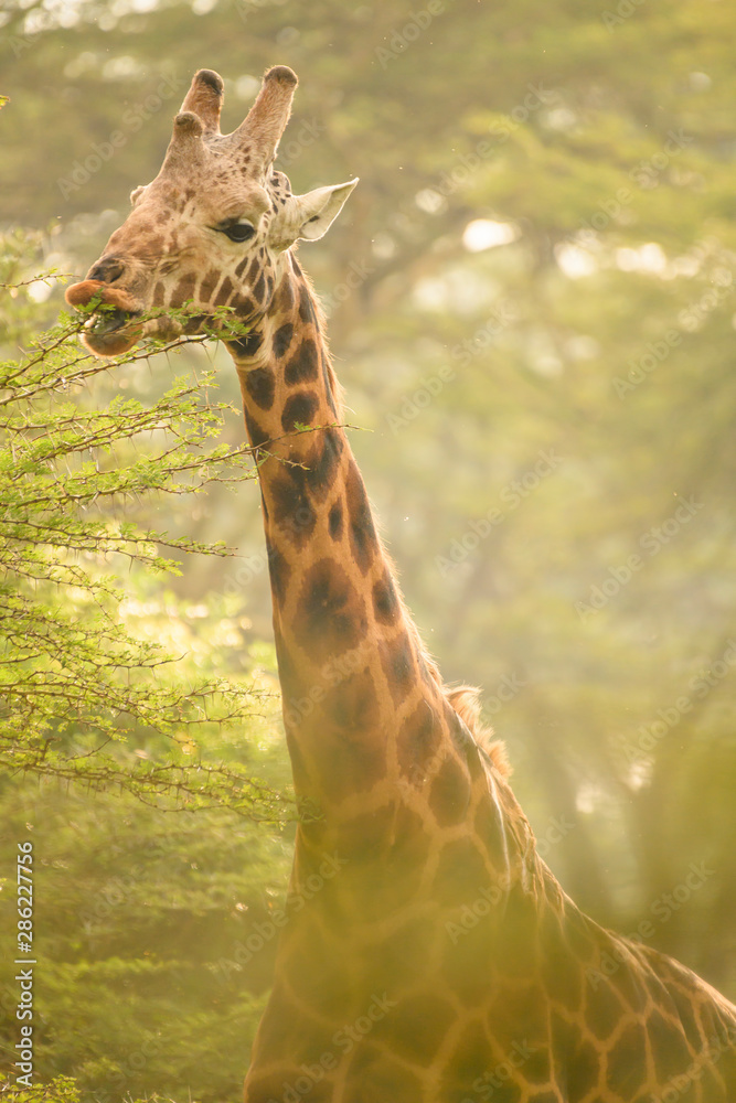 Rotschild's giraffes (Camelopardis Rotschildi) in Lake Nakuru National Park, Kenya