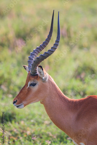Impala male portrait close-up in Lake Nakuru National Park ,Kenya.