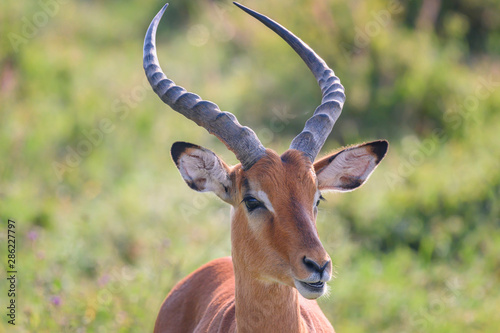 Fototapeta Naklejka Na Ścianę i Meble -  Impala male portrait close-up in Lake Nakuru National Park ,Kenya.