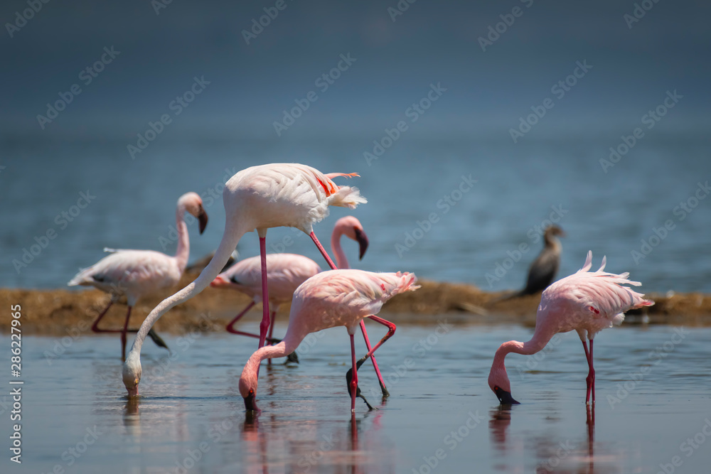 Fototapeta premium Greater and Lesser Flamingo in Lake Nakuru National Park ,Kenya.