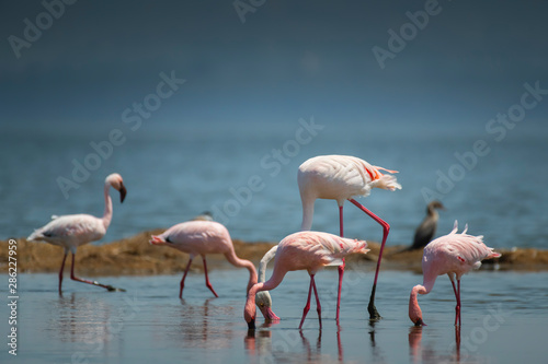 Greater and Lesser Flamingo in Lake Nakuru National Park ,Kenya.