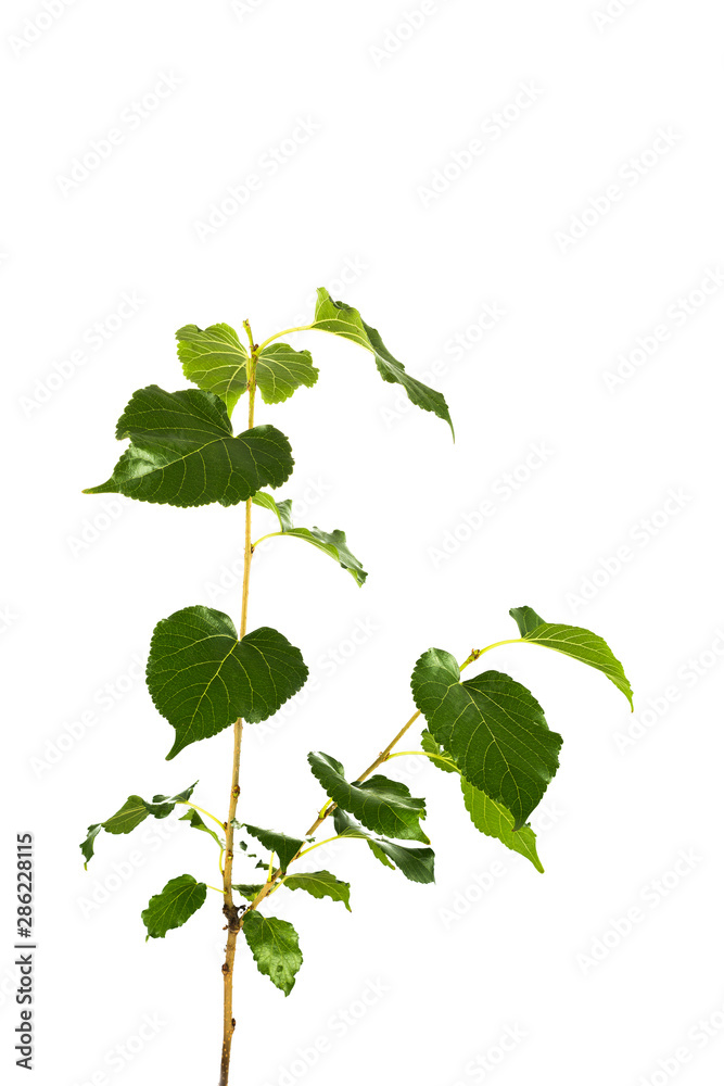 Naklejka premium Mulberry tree branch isolated on background