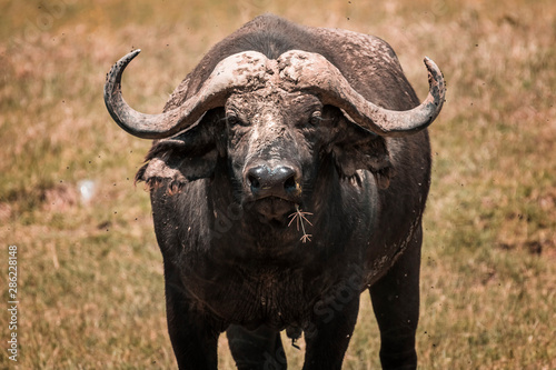 African buffalo in Lake Nakura National Park  Kenya.
