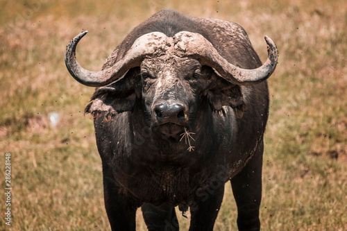 African buffalo in Lake Nakura National Park ,Kenya.