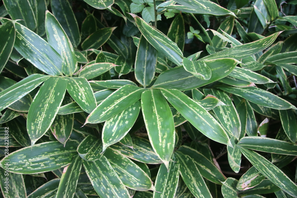 Obraz premium 笹の葉