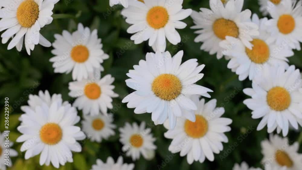 Close up of Daisy White Flower Bush Close up of Daisy White Flower Bush