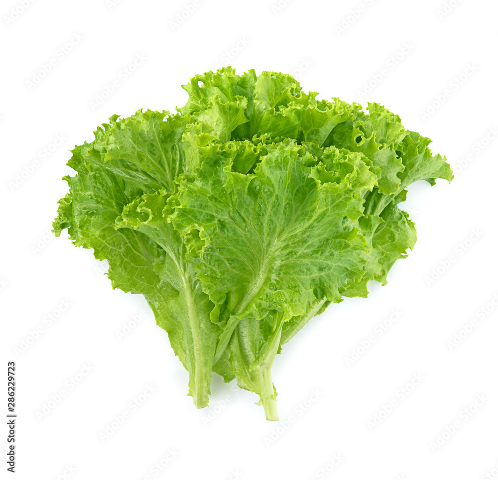 butter head lettuce,Crisp Head,Iceberg isolated on white background butter head lettuce,Crisp Head,Iceberg isolated on white background