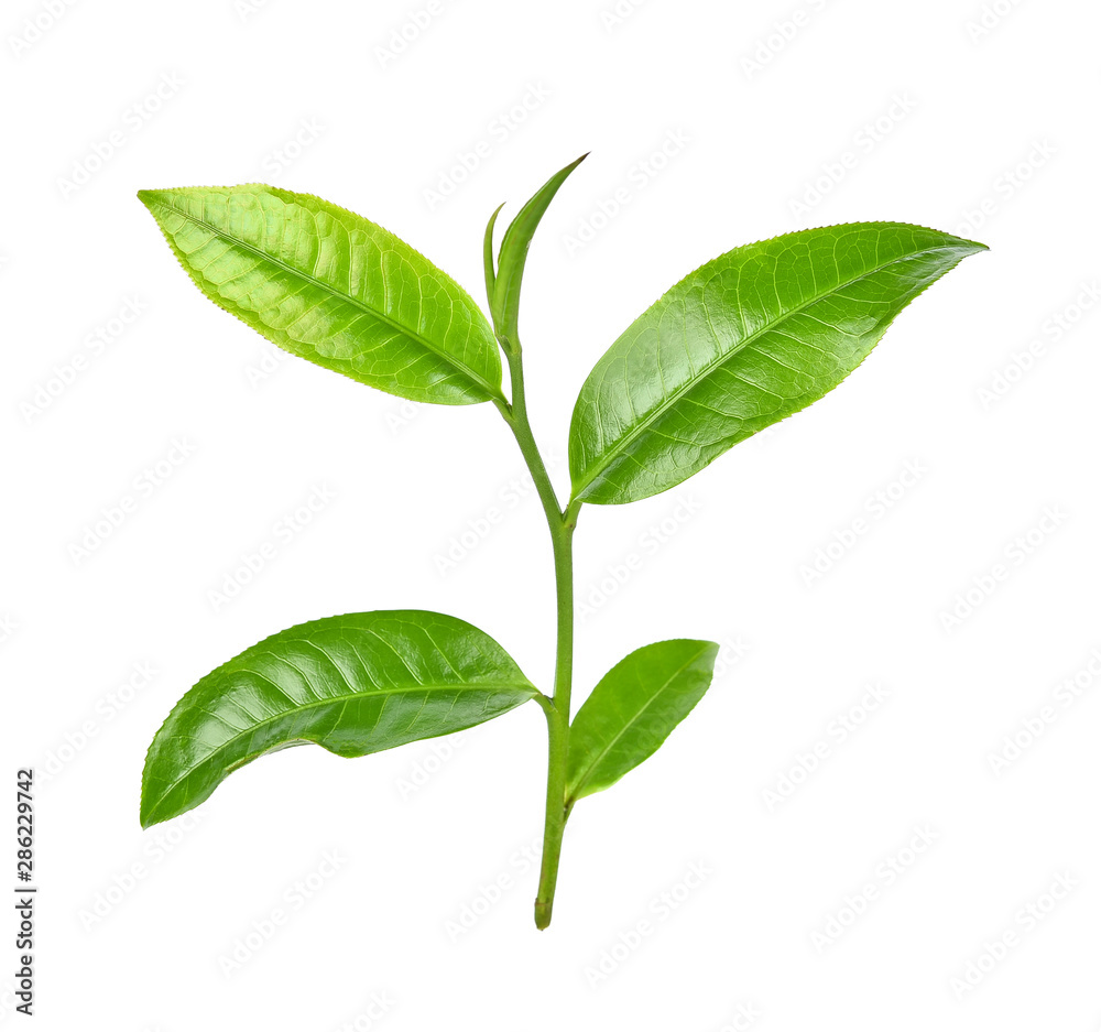 Obraz premium Green tea leaf on white background