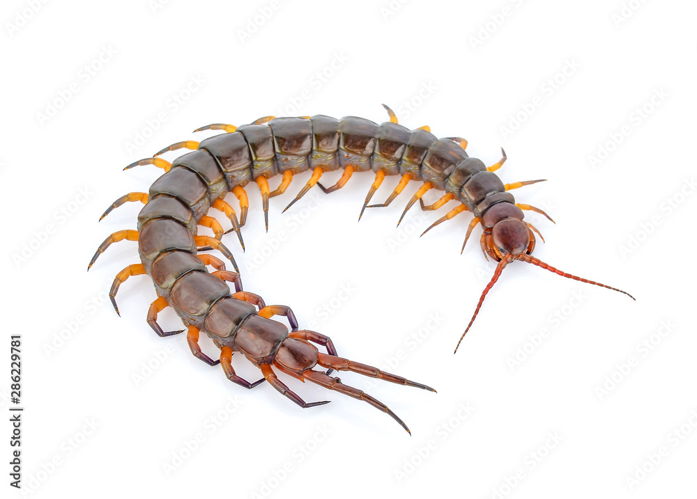 A centipede isolated on white background A centipede isolated on white background