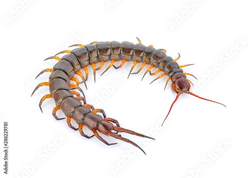Fototapeta A centipede isolated on white background