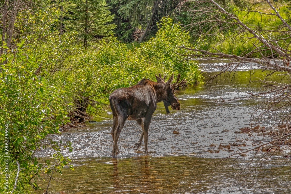 colorado wildlife in the Rocky Mountain National Park colorado wildlife in the Rocky Mountain National Park