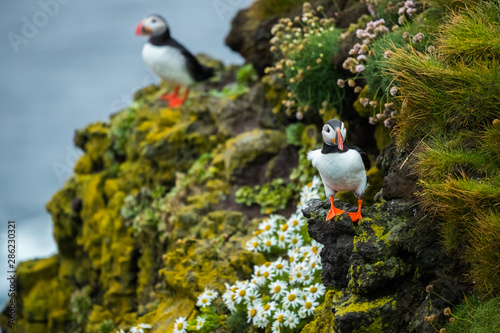 Close up cute of Puffin at island in Iceland
