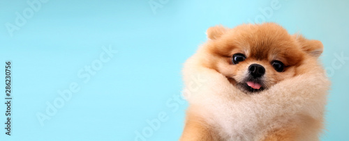 Pomeranian dog with blue backdrop.