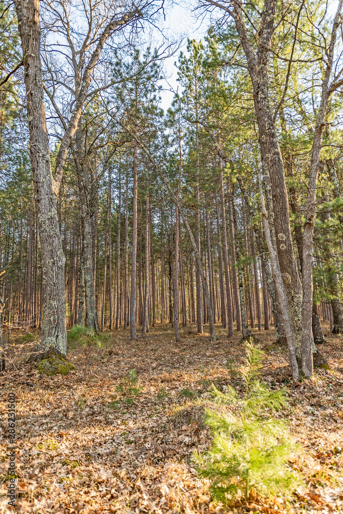 Trees Marked With Blue Paint - For Keeping or Cutting? Trees Marked With Blue Paint - For Keeping or Cutting?