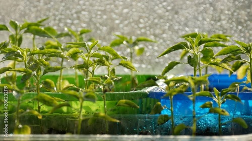 Young seedlings are planted in multi-colored plastic containers. photo