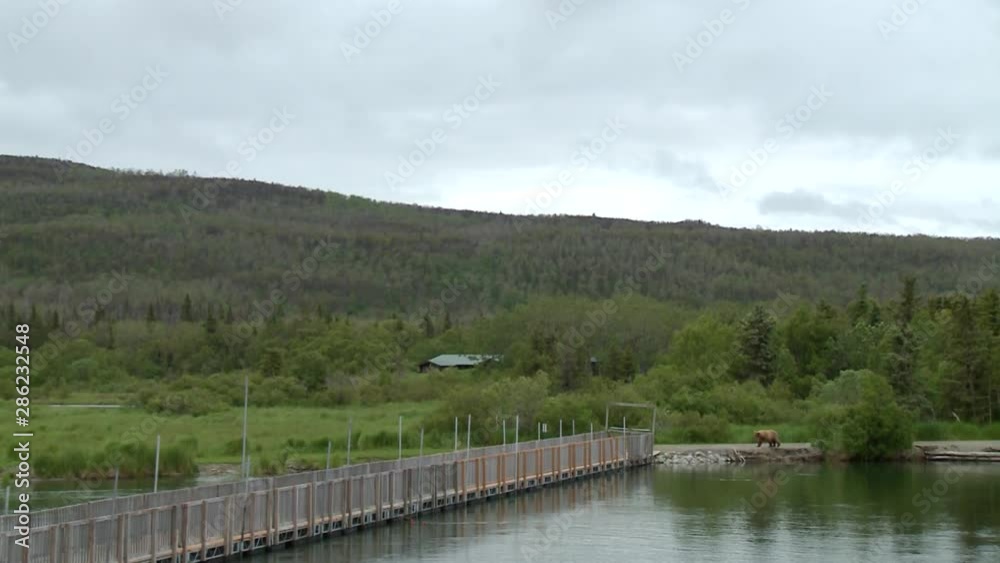 WS NPS Brooks river bridge, zm into adult grizzly at far end WS NPS Brooks river bridge, zm into adult grizzly at far end