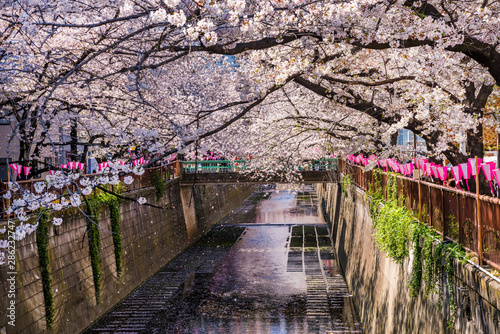                                           The scenery of the Meguro River where the cherry blossoms are in full bloom. Meguro  Tokyo  Japan.