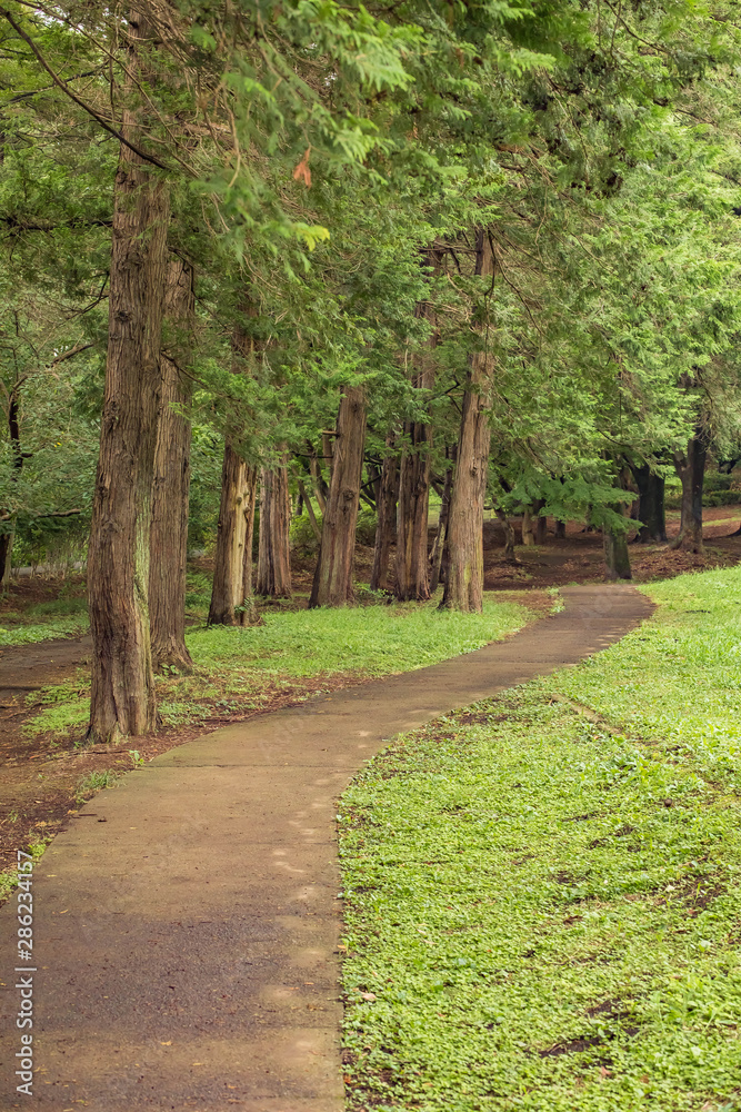 Fototapeta premium 夏 日本 公園