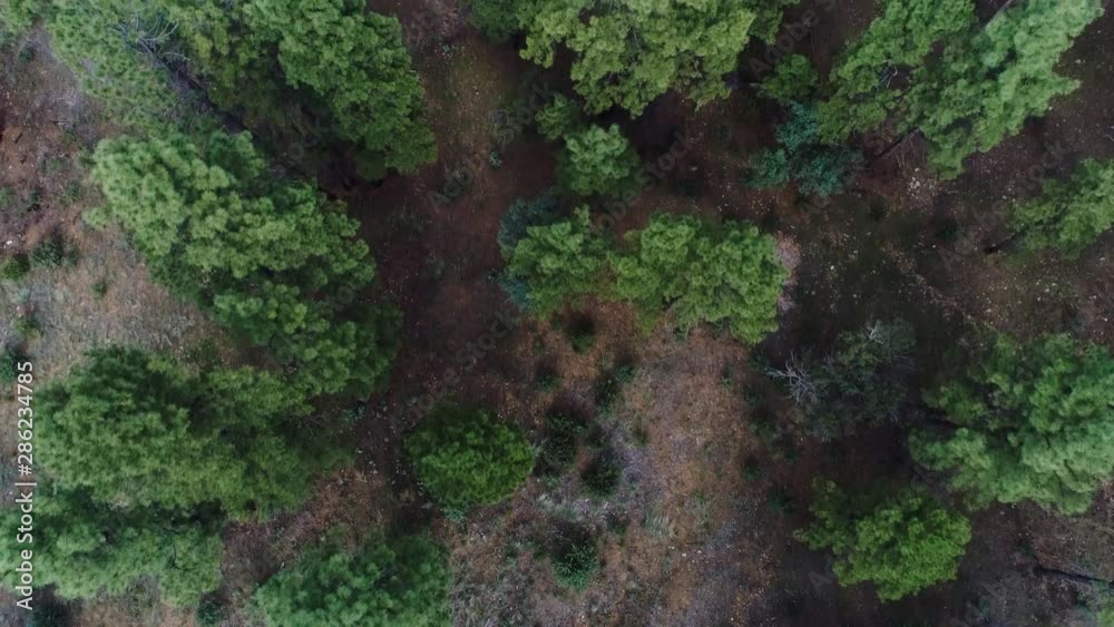 Top Down High Drone Shot of Colorful Summer Forest Hiking Terrain with Brown Dirt and Green Trees