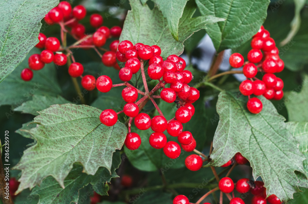 bush in the garden with little red berries bush in the garden with little red berries
