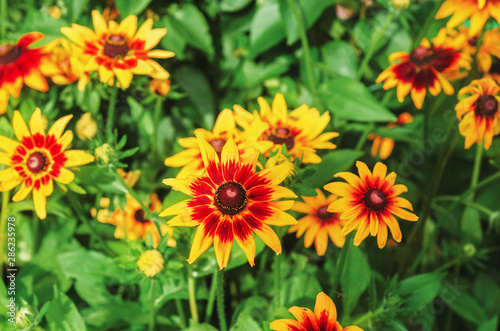 garden flowers with yellow-red petals
