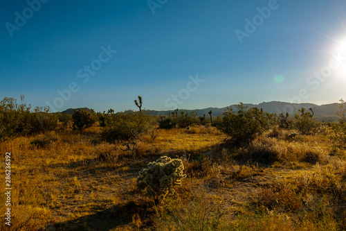 Cholla Cactus In Joshua Tree National Park, California
