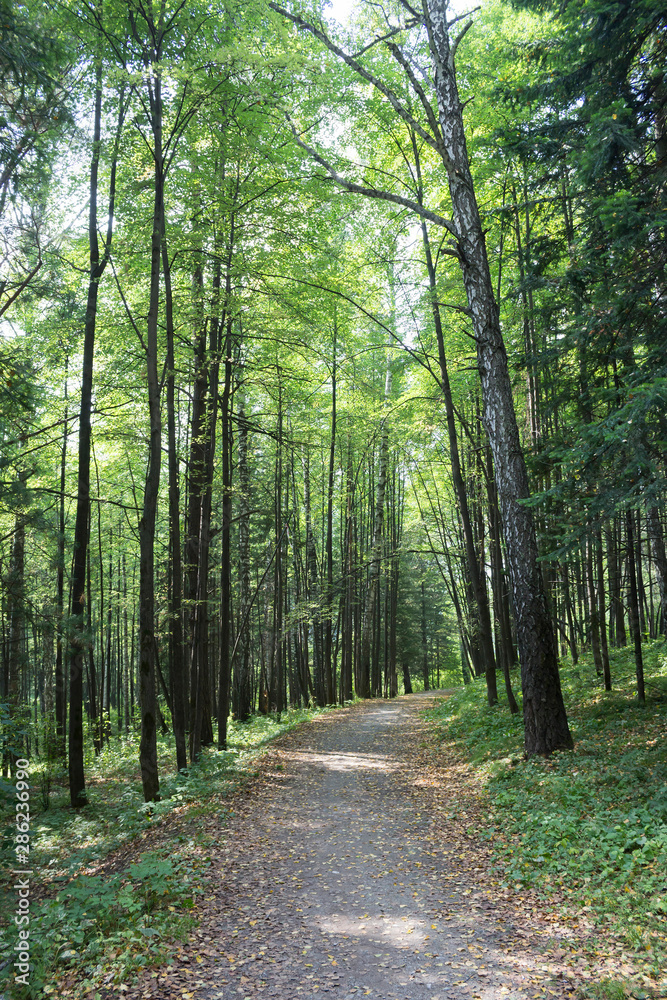Trail with yellow leaves in green forest, sunlight. Nature, autumn, travel concept Trail with yellow leaves in green forest, sunlight. Nature, autumn, travel concept