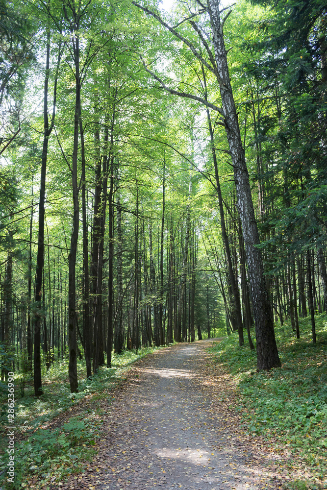 Trail with yellow leaves in green forest, sunlight. Nature, autumn, travel concept