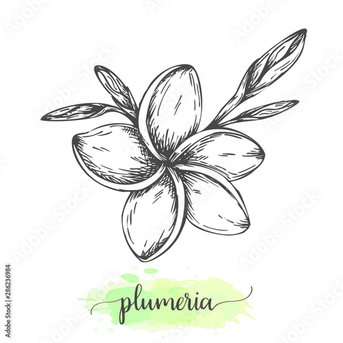 Hand drawn plumeria flowers. Floral background isolated on white. Vector illustration in vintage style Sketch of tropical flower Outline botanical design