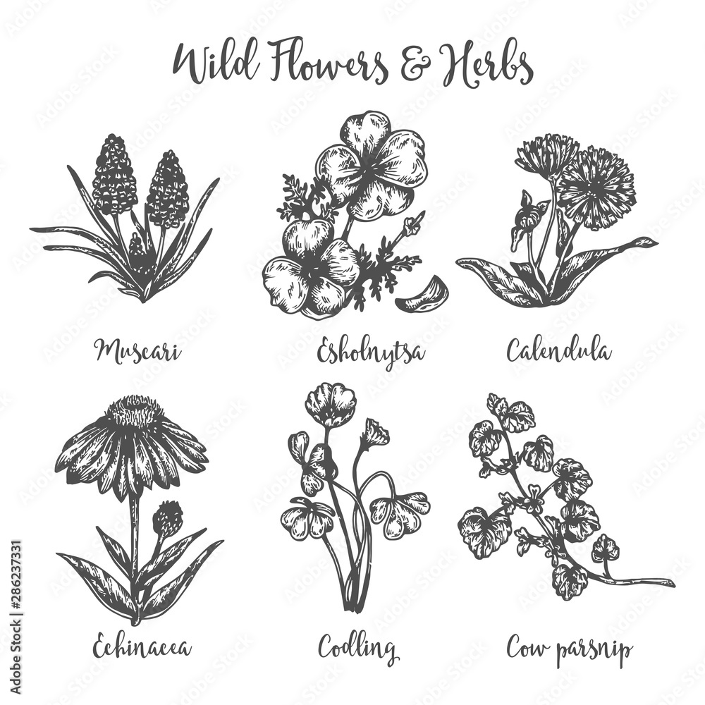 Herb medicinal cow parsnip, muscari, calendula and echinacea. Hand drawin sketch of wild flowers. Vector illustration Design for labels and packaging.Engraved botanical drawing - obrazy, fototapety, plakaty 