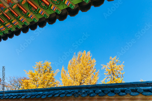 Yellow autumn ginkgo leaves on a tree and Traditional Korean roof construction. They are on blue sky background.