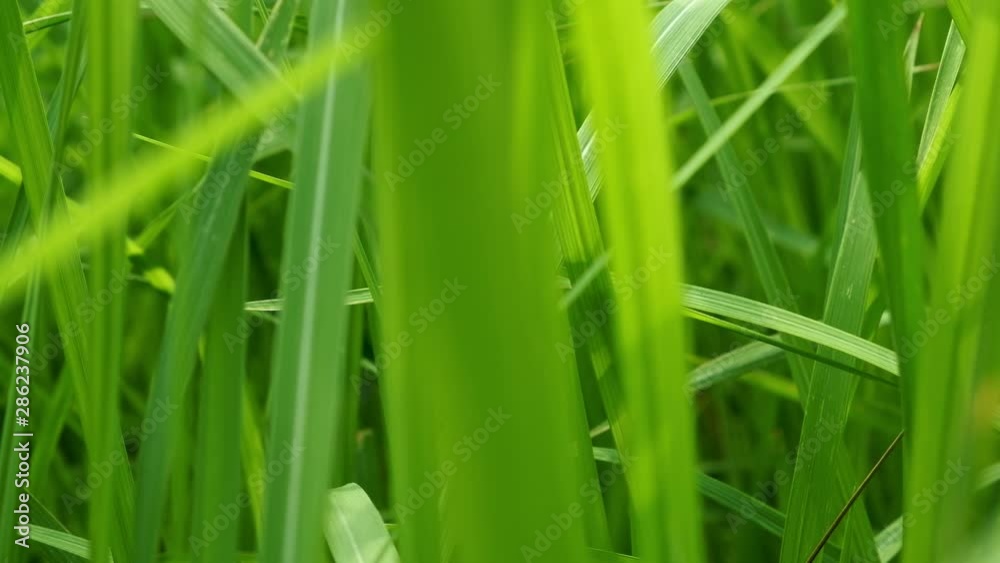 Close up of blur tropical green grass with sun light. Natural texture with juicy leaves. Sunlight on the leaf. Close up of blur tropical green grass with sun light. Natural texture with juicy leaves. Sunlight on the leaf.