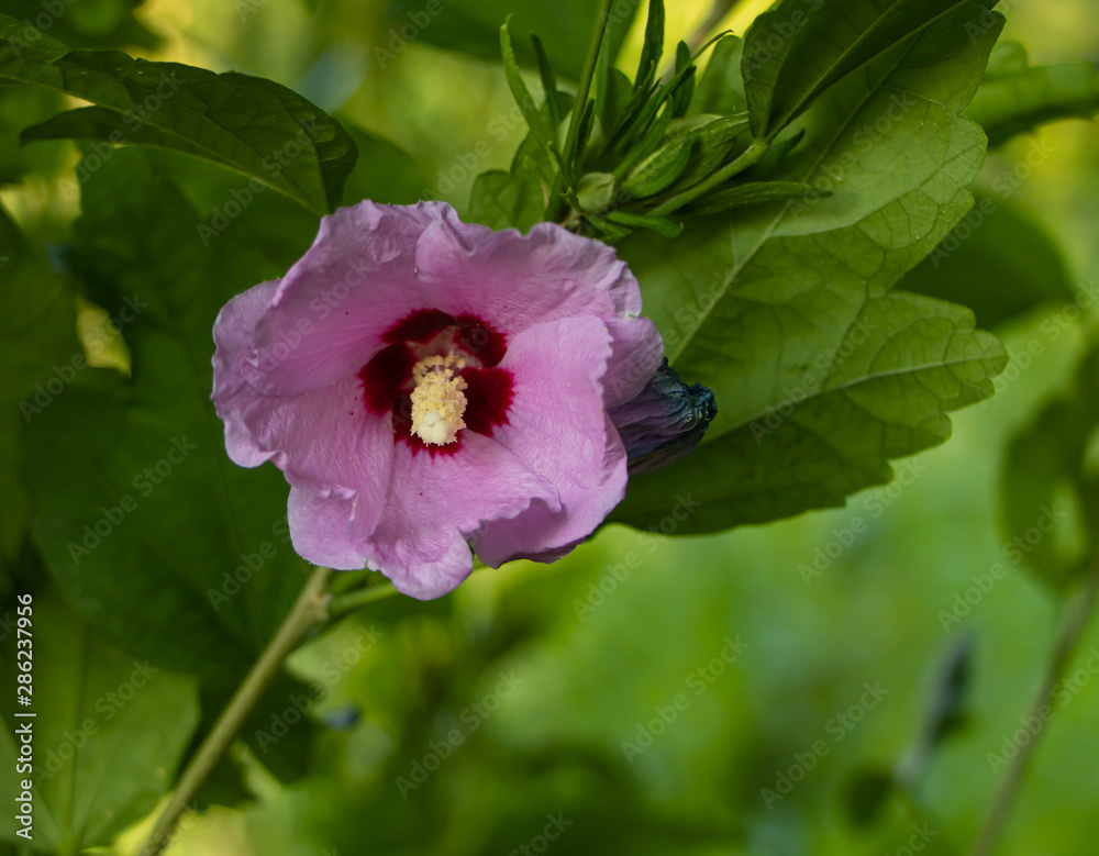 Hibiscus syriacus in bloom beautiful pink flower Hibiscus syriacus in bloom beautiful pink flower