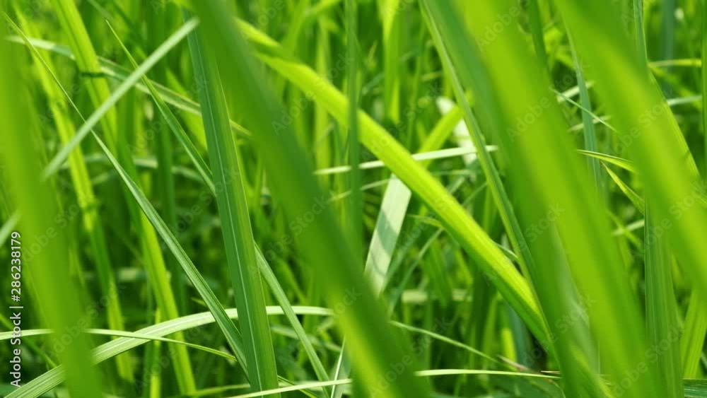 Close up of blur tropical green grass with sun light. Natural texture with juicy leaves. Sunlight on the leaf. Close up of blur tropical green grass with sun light. Natural texture with juicy leaves. Sunlight on the leaf.