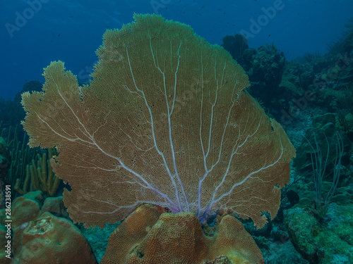 Venus fan (Gorgonia flabellum), Caribbean, venezuela - Los roques photo