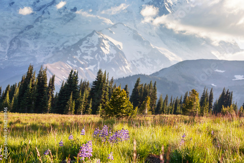 Mountains meadow