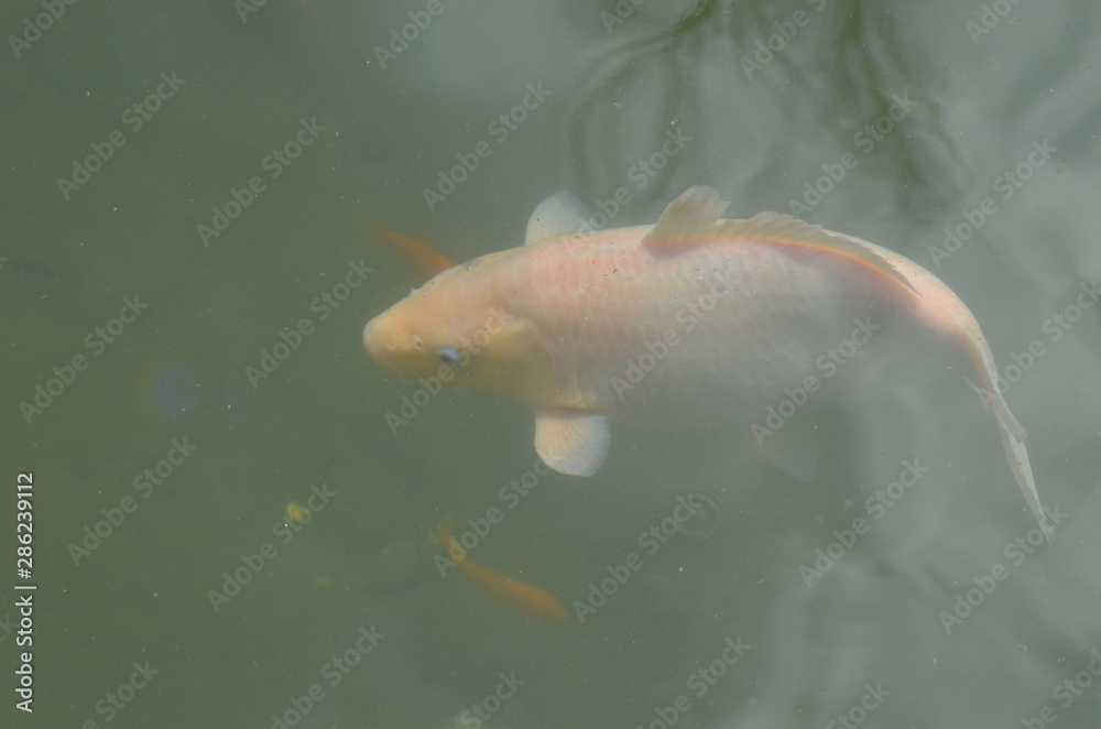 Obraz premium fish in aquarium