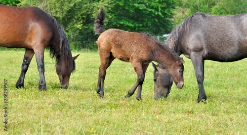 beautiful mare and foal grazing in a meadow