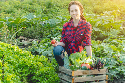 Young happy woman farmer agronomist collects fresh vegetables in the garden. Organic raw products grown on a home farm © Artem
