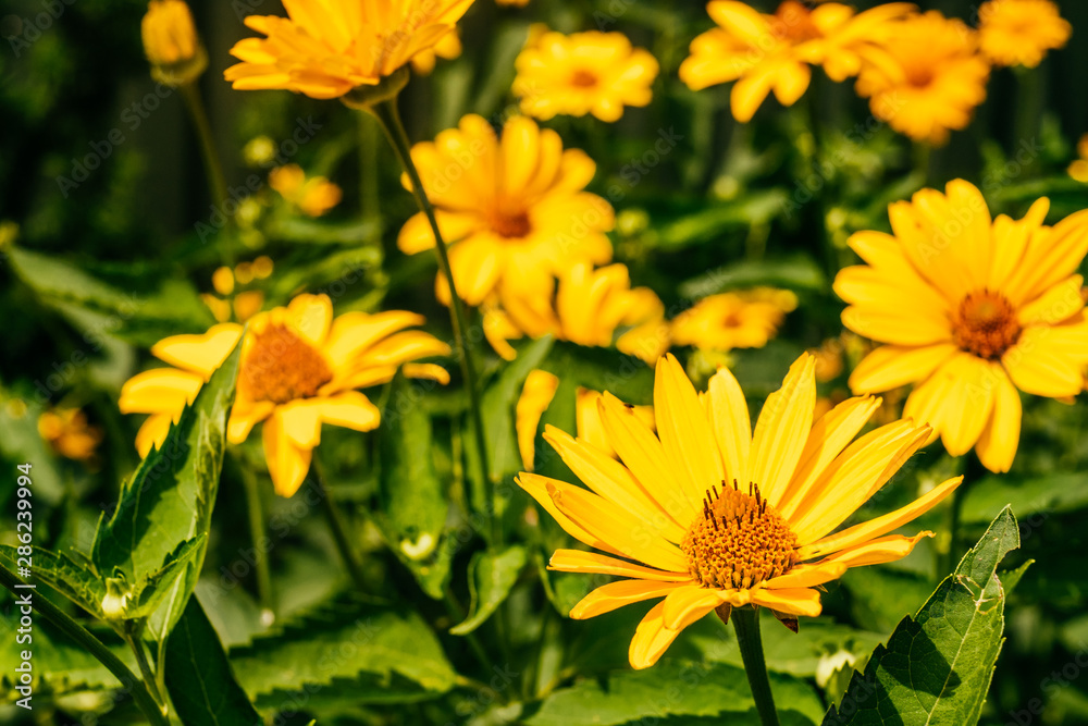 Yellow doronicum flowers background Yellow doronicum flowers background