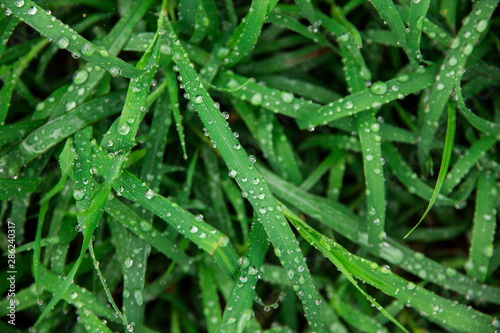 Dew on the grass