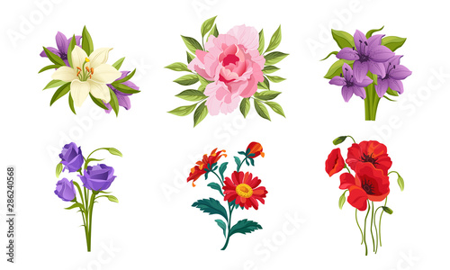 Fototapeta Naklejka Na Ścianę i Meble -  Beautiful Flowers Set, Lily, Peony, Poppy, Gerbera Vector Illustration
