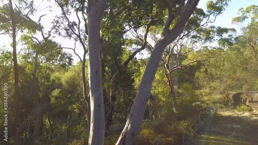 Flying close along Eucalyptus Trees in a Rainforest in Australia