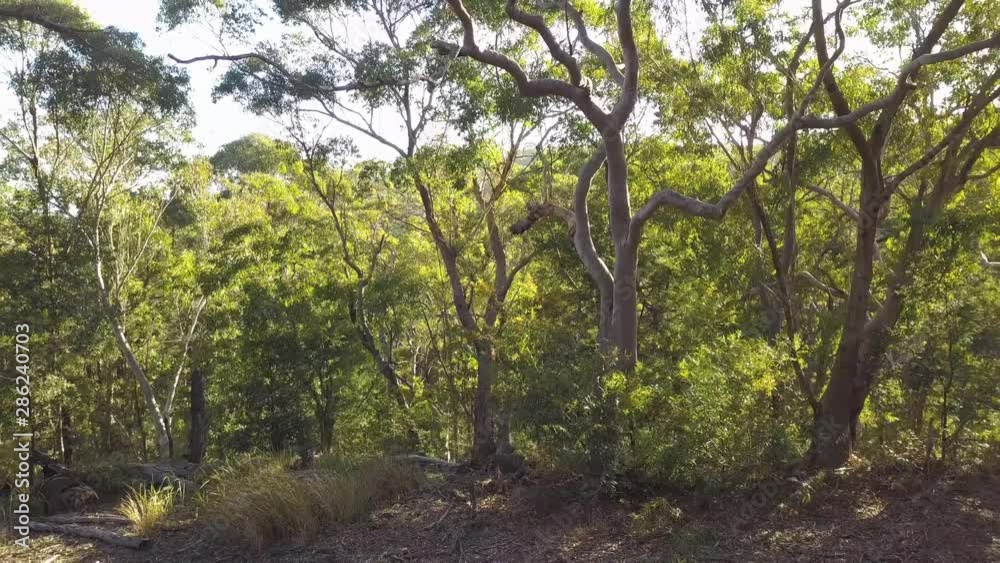 A Eucalyptus Tree in the middle of a Forest in Sydney - Australia A Eucalyptus Tree in the middle of a Forest in Sydney - Australia