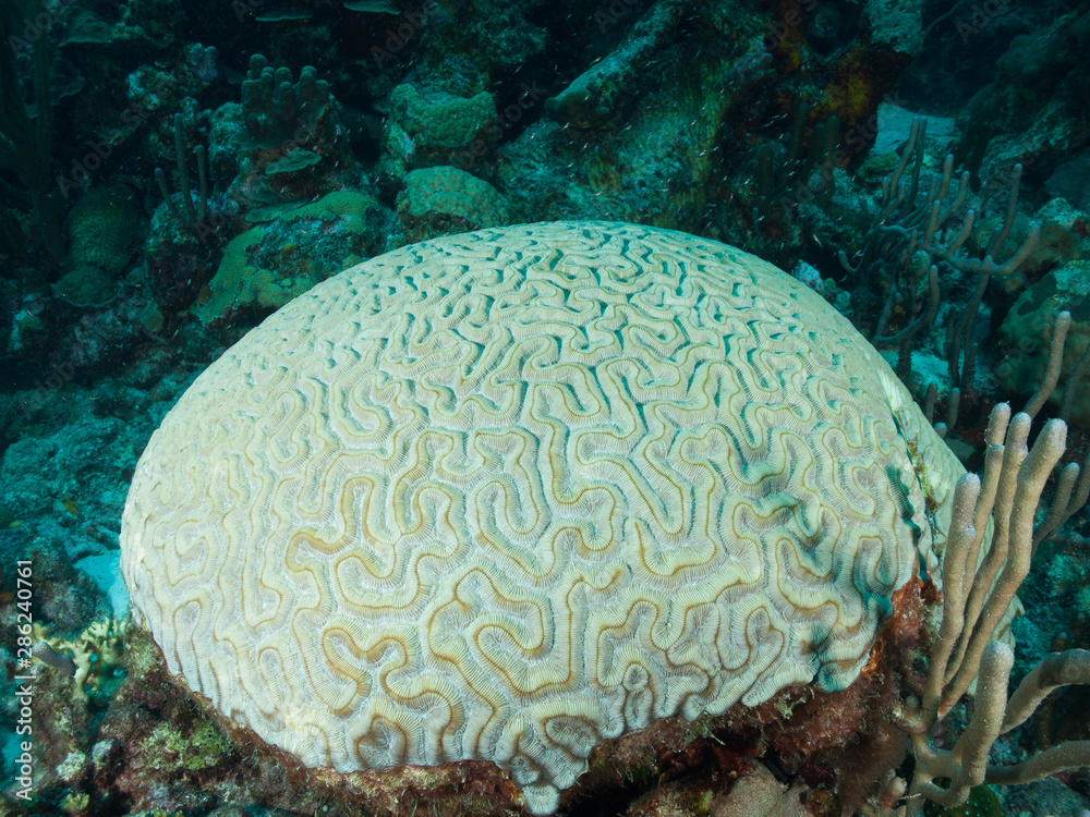 Coral reef scene with brain coral Mussidae o Merulinidae in snorkel los