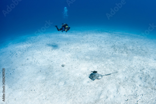 A SCUBA diver photographs a feeding Southern Stingray and scavenging Black Jack, aka Trevally, in the crystal clear waters of the Turks and Caicos islands.