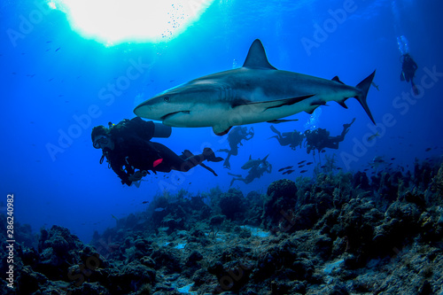 A Caribbean Reef Shark swims peacefully alongside a SCUBA diver in the crystal clear waters of the Turks and Caicos islands.