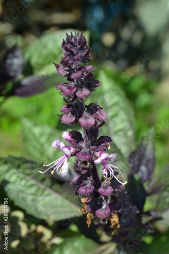 Spice for cooking - fragrant basil