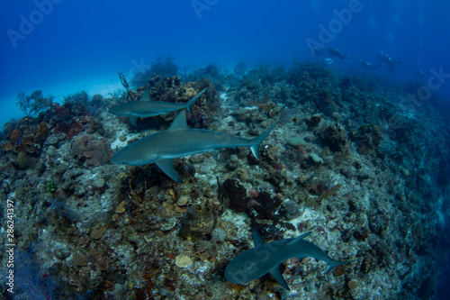 Pack of Caribbean Reef Sharks on the prowl for a meal in the crystal clear waters of the Turks and Caicos Islands.
