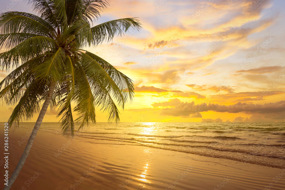 tropical palm tree and sea at sunset